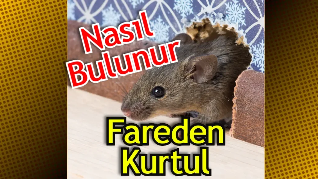 Evde Fare Olduğu Nasıl Anlaşılır