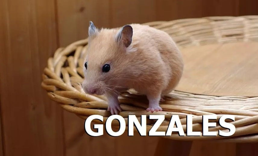 Gonzales Hamster Fiyatları