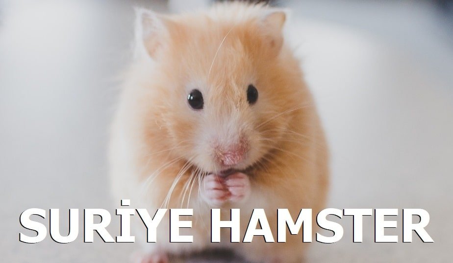 Suriye Hamster Fiyat
