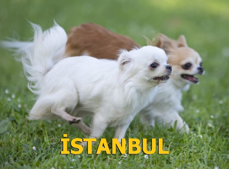Chihuahua Ücretsiz İstanbul
