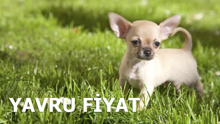 Chihuahua Yavru Fiyat