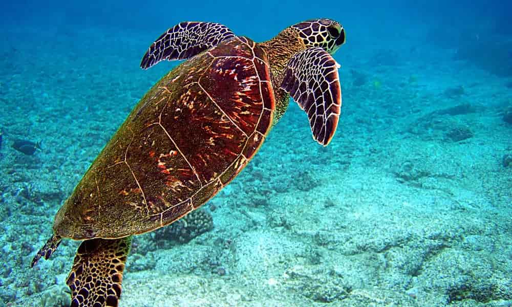 Deniz kaplumbağaları