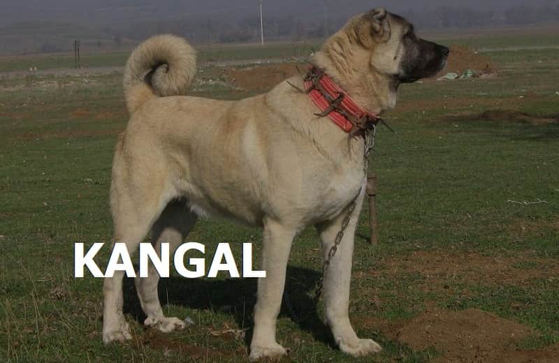 Dünyanın en güçlü köpeği (sıralamada kangal kaçıncı)