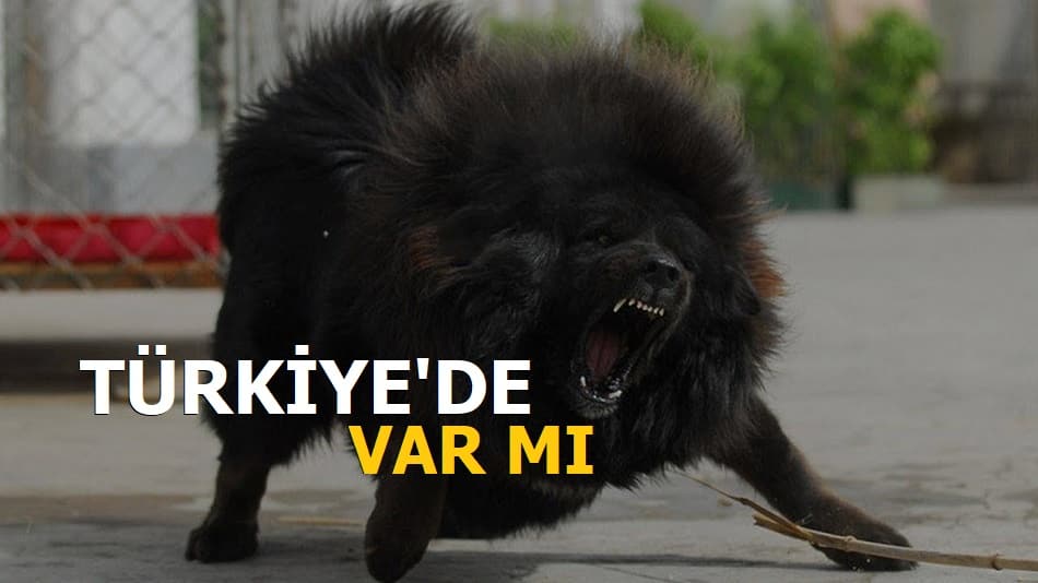 Tibet Mastifi Türkiye'de Var Mı