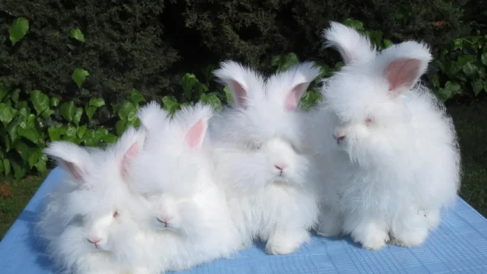 Tavşan cinsleri resimli 
