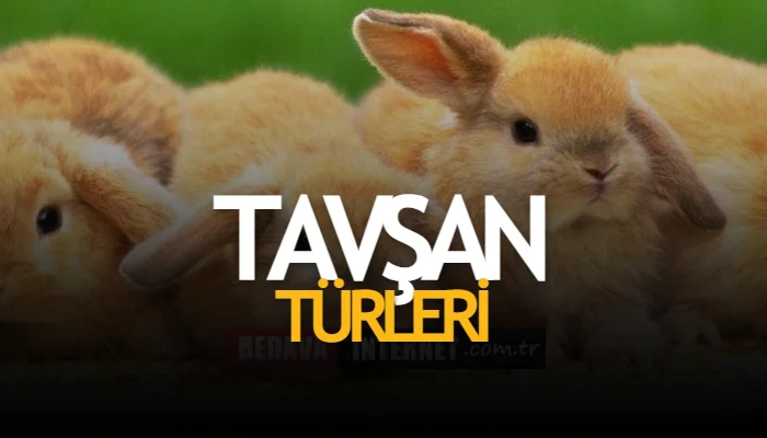 Türkiye'deki tavşan türleri 