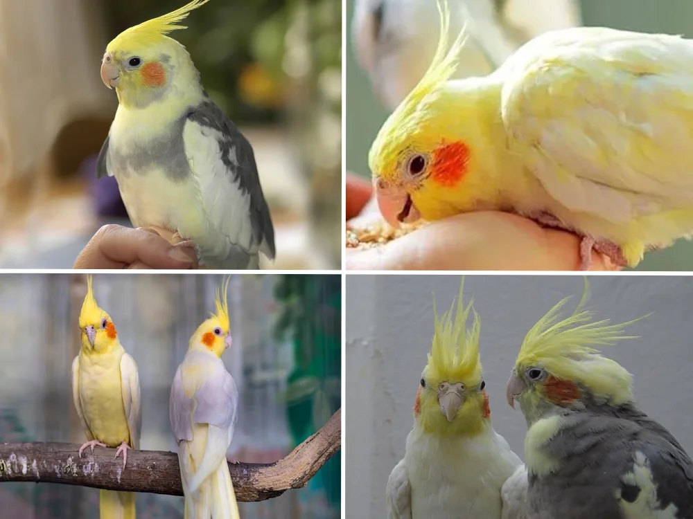 Sultan papağanı cinsiyet ayrımı kanat altı