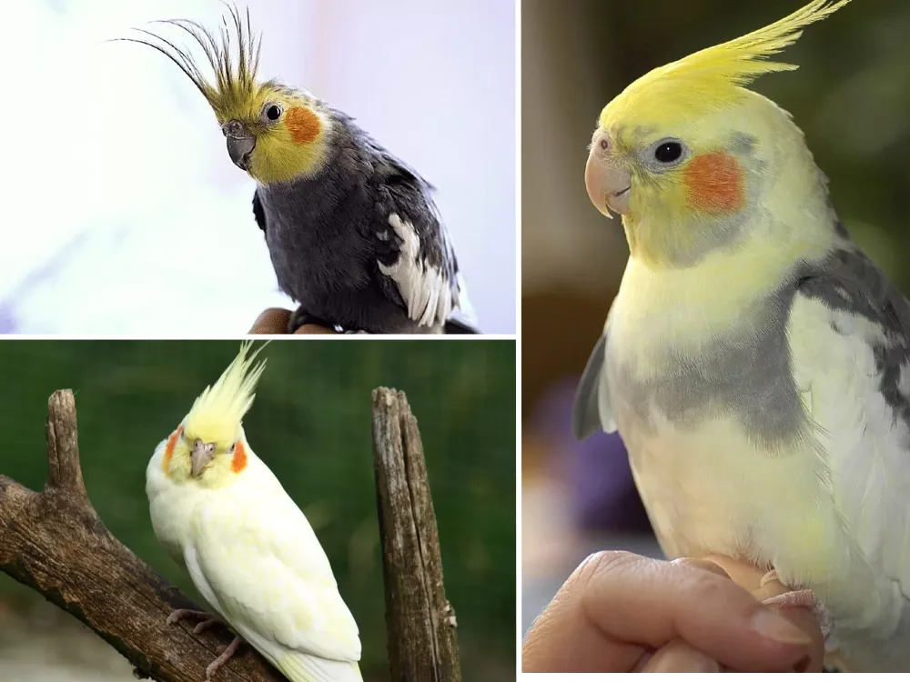 Erkek sultan papağanı çiftleşme i̇steği nasıl anlaşılır