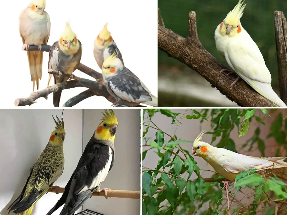 Grey sultan papağanı cinsiyet ayrımı