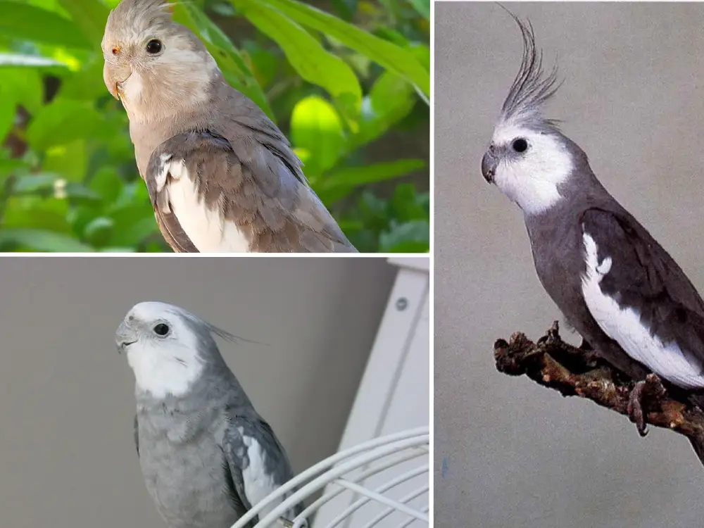 White face sultan papağanı cinsiyet ayrımı