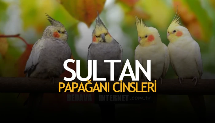 Sultan papağanı cinsiyeti nasıl anlaşılır
