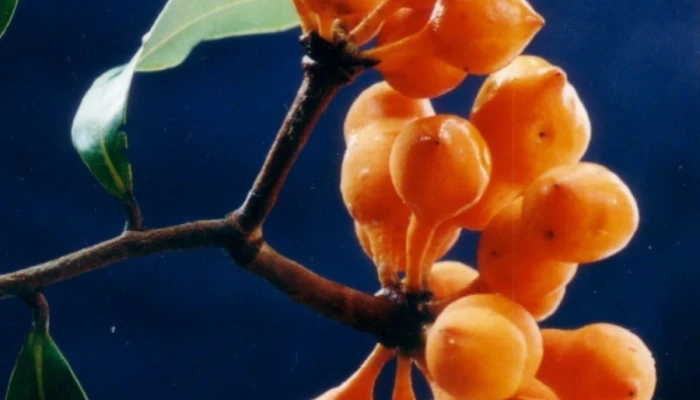 Z ile bitki - z harfi i̇le başlayan en basit bitki türleri