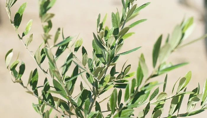 Z ile bitki - z harfi i̇le başlayan en basit bitki türleri
