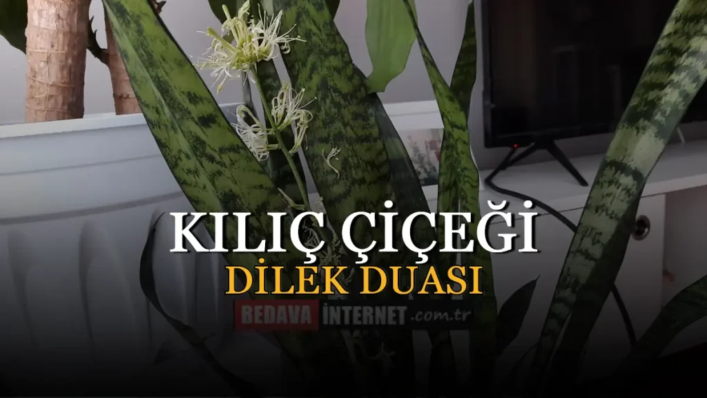 Kılıç Çiçeği Dilek Duası