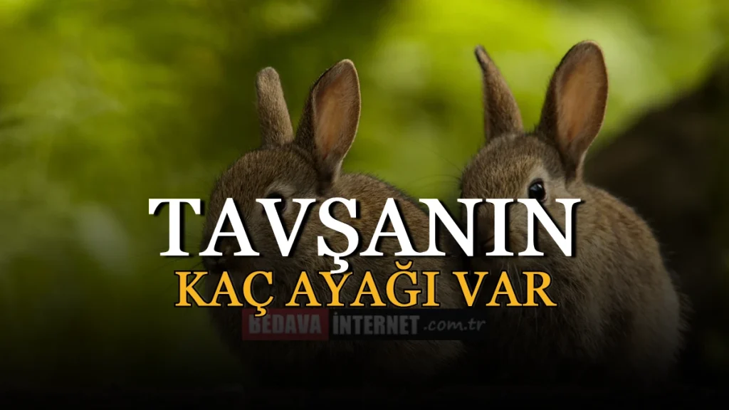 Tavşanın Kaç Ayağı Var