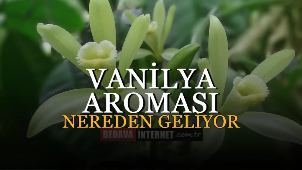 Vanilya Aroması Nereden Geliyor