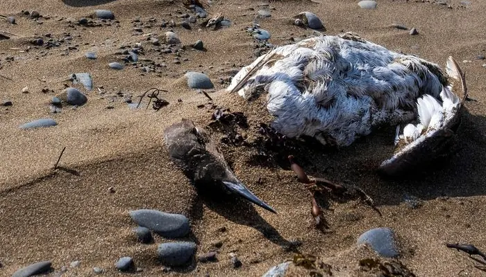 Peru, kuş gribi nedeniyle 13 bin pelikan öldü