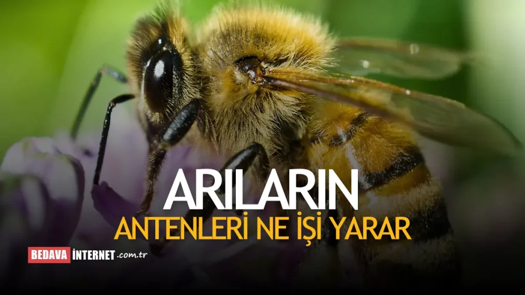 Arıların Antenleri Ne İşe Yarar