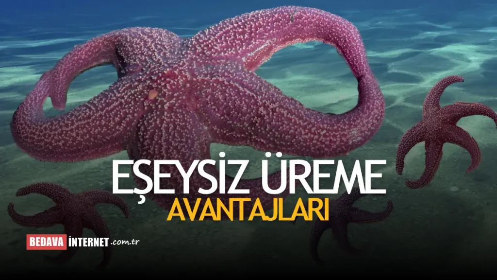 Eşeysiz Üremenin Avantajları