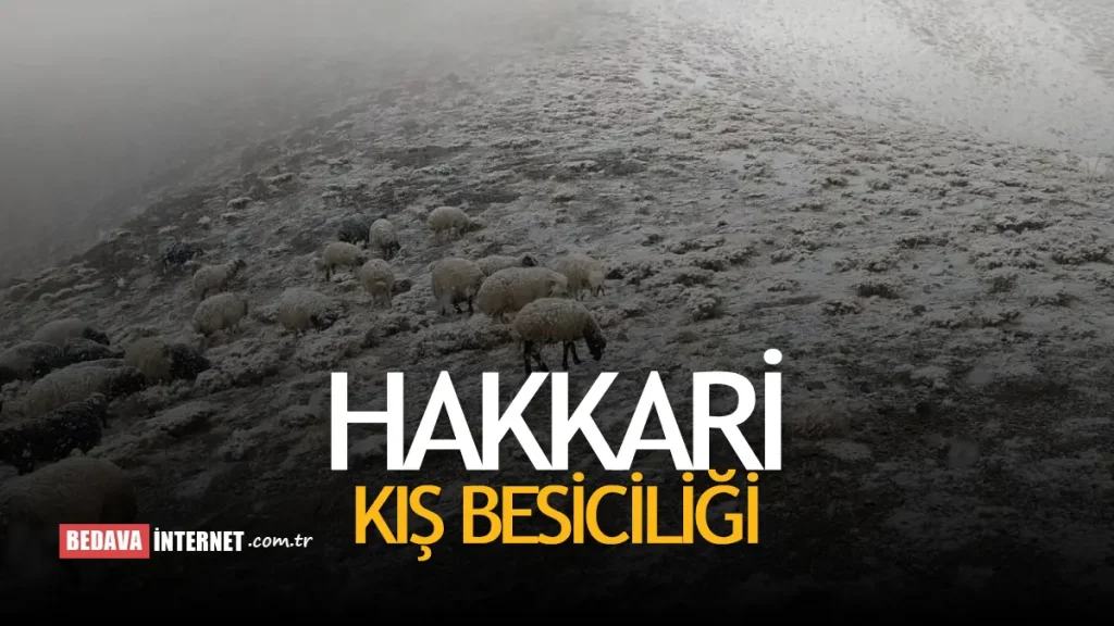 HAKKARİ Kış Besiciliği Başladı