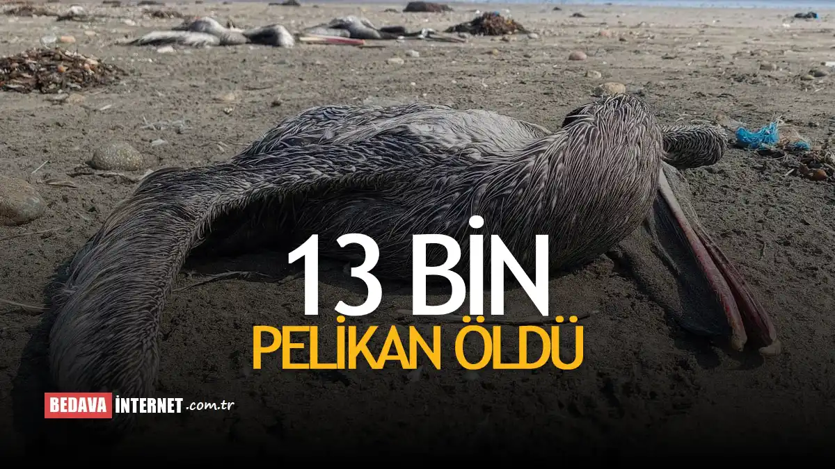 Kuş gribi nedeniyle 13 bin pelikan öldü