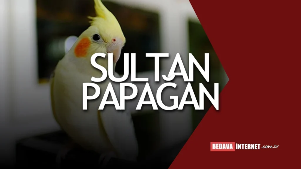 Sultan Papağanı Fiyatları
