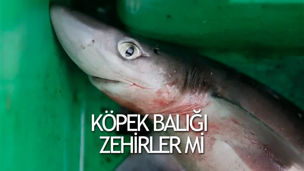 Köpek balığı yenir mi diyanet (hangi deniz ürünü yenmez)