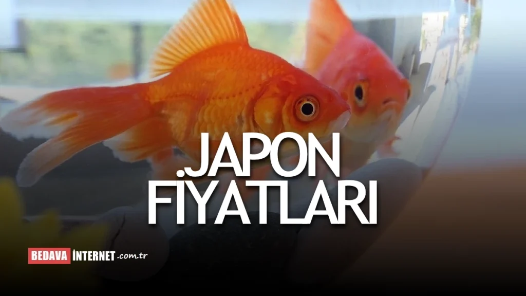 Japon Balığı Fiyatları