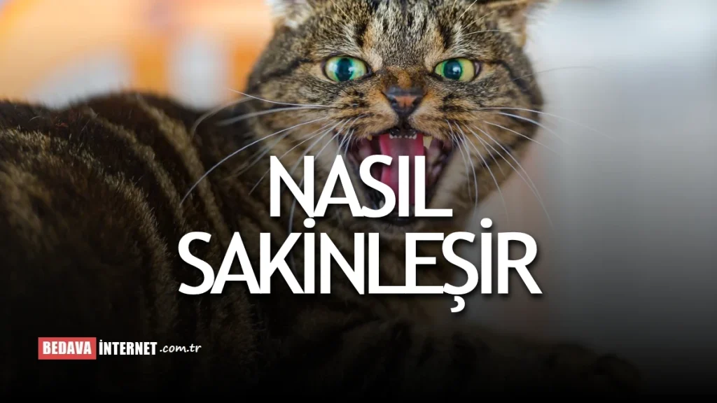 Kızgınlığa giren dişi kedi nasıl sakinleştirilir