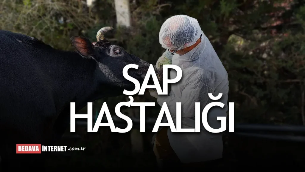 Şap hastalığı nasıl bulaşır