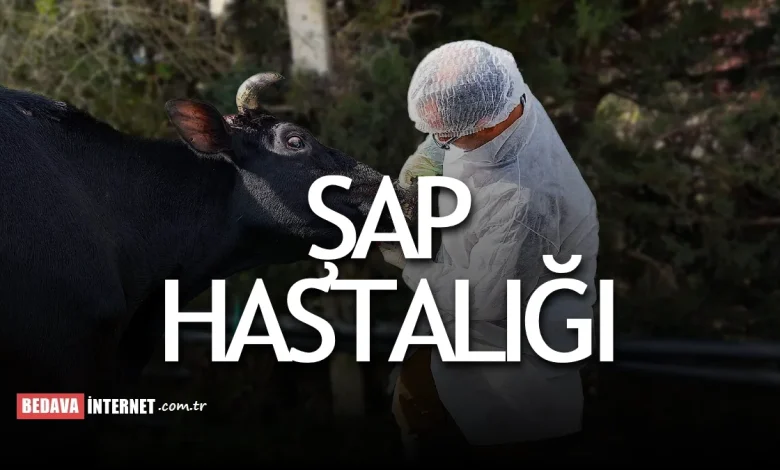 Şap hastalığı nasıl bulaşır