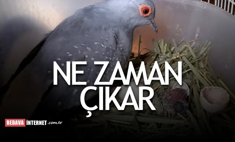 Kumrular yumurtadan kaç günde çıkar