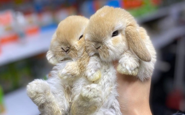 Tavşan fiyatları 2023 (yavru, cüce, lop pet shop fiyatı)