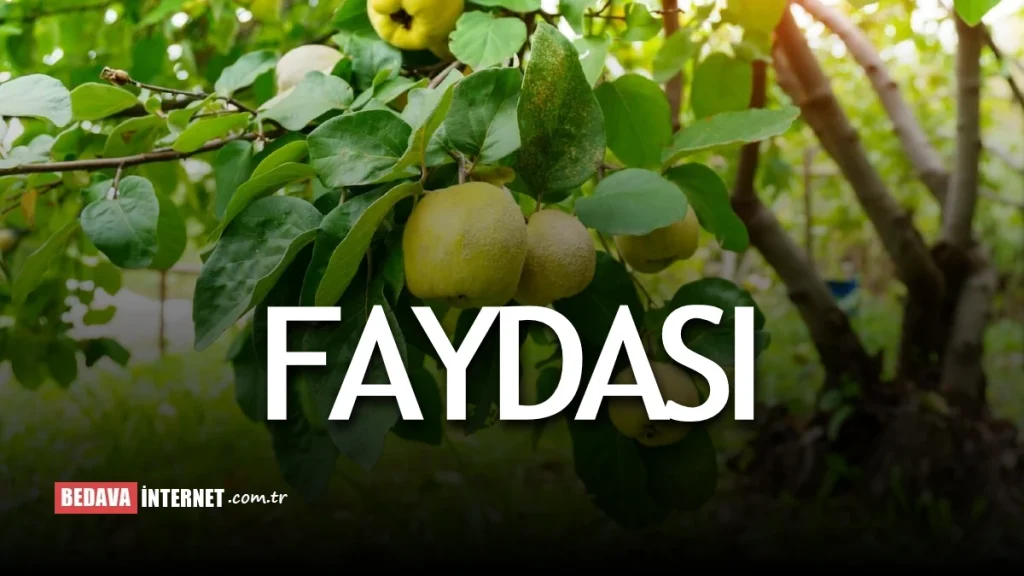 Ayva Yaprağının Faydaları