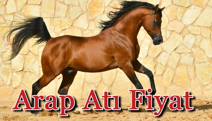 Arap atı fiyatları