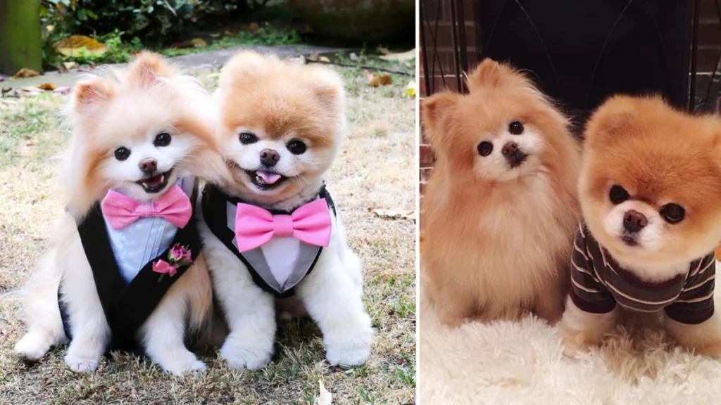 Pomeranian Boo Fiyat