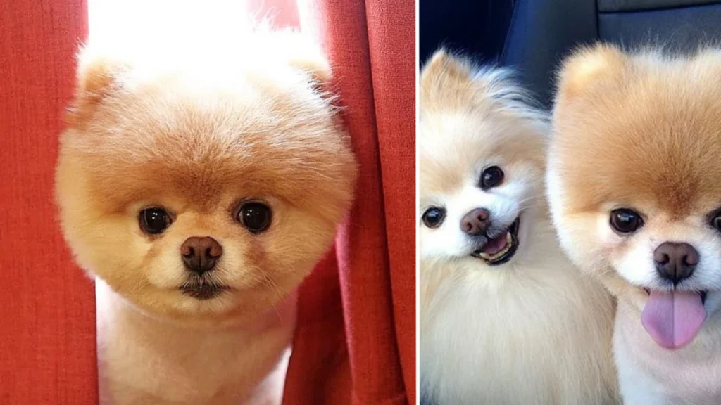 Pomeranian boo fiyat