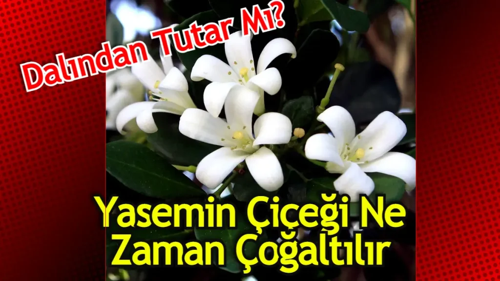 Yasemin Çiçeği Nasıl Çoğaltılır