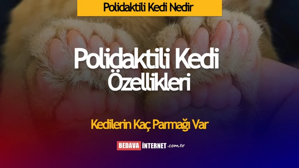 Polidaktili kedi nedir