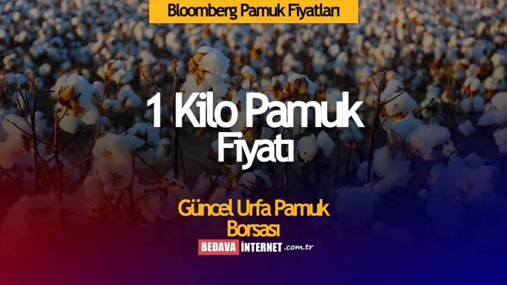 Bloomberg Pamuk fiyatları