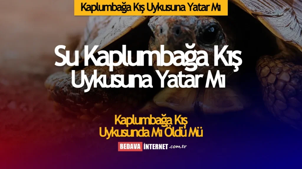 Kaplumbağa kış uykusuna yatar mı