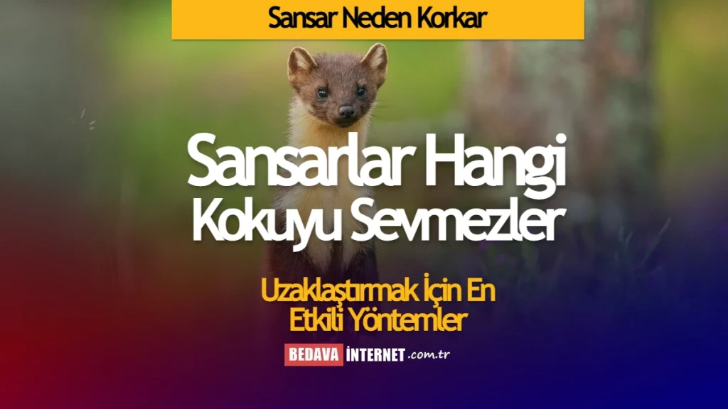 Sansar neden korkar