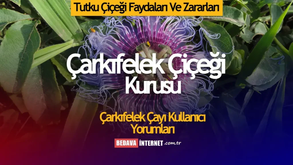 Tutku Çiçeği Faydaları