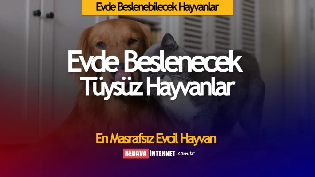 Evde beslenebilecek hayvanlar